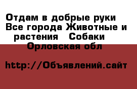 Отдам в добрые руки  - Все города Животные и растения » Собаки   . Орловская обл.